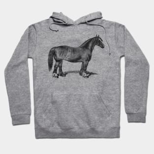 Draft Horse Mare Vintage Black & White Illustration Hoodie